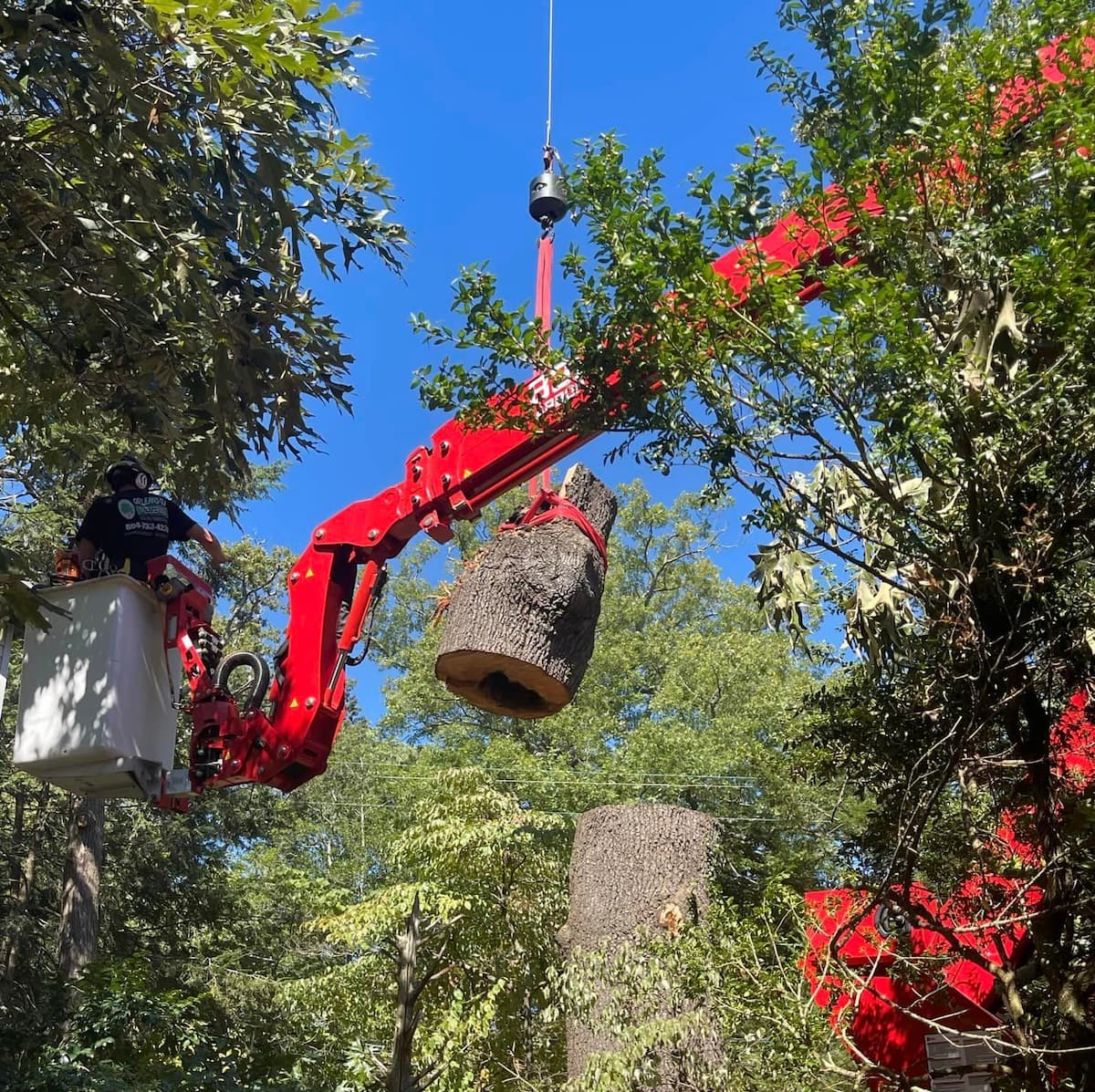 Shrub & Tree Removal in Georgia