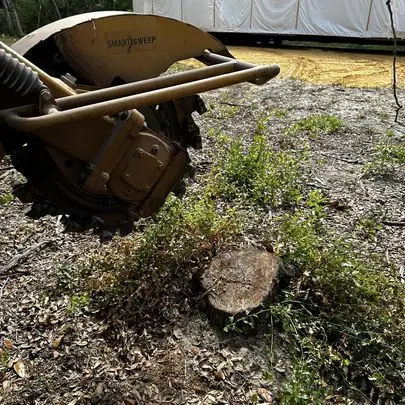 Tree removal project by Apex Landscaping