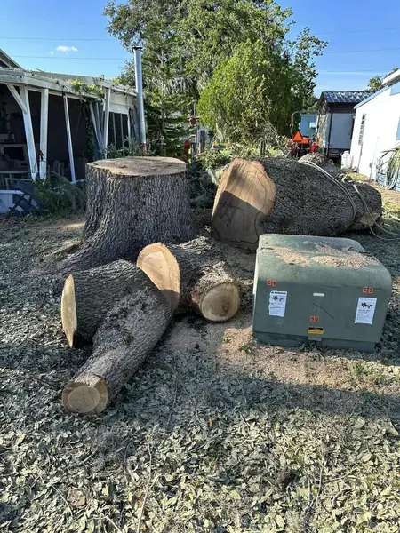 Tree removal project by Apex Landscaping