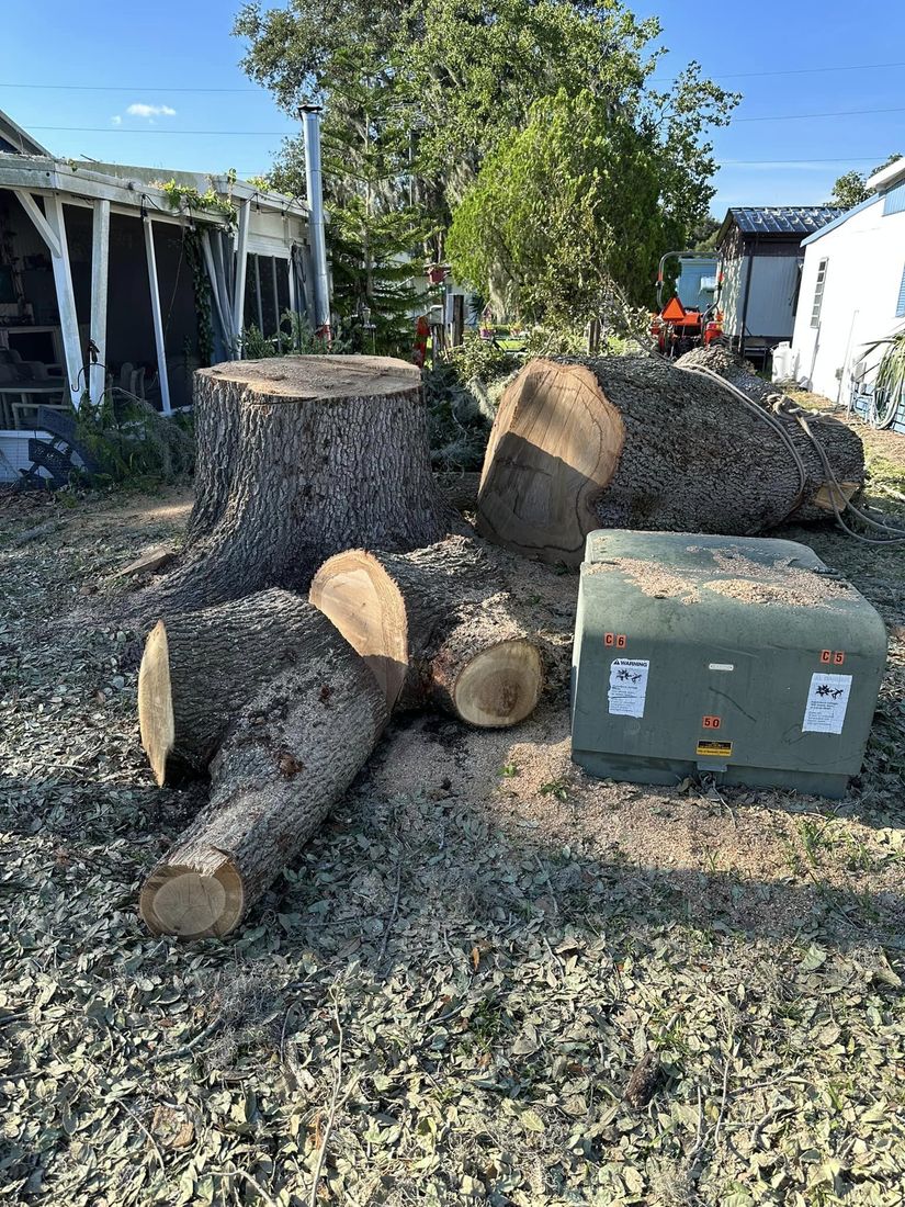 Tree removal project by Apex Landscaping
