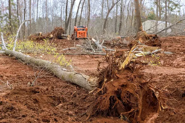 Tree and shrub removal project by Apex Landscaping