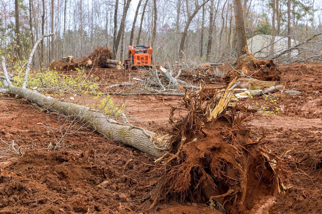 Tree and shrub removal project by Apex Landscaping